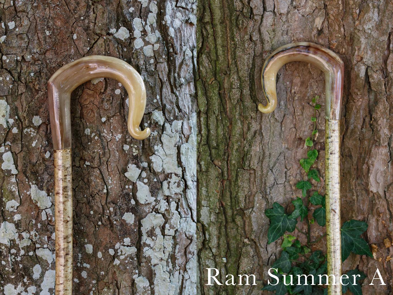 Rams Horn Crook Summer A
